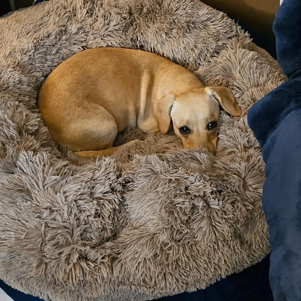 Lightly taupe Fur Round Container calming bed Deluxe Super Plush Pet Bed